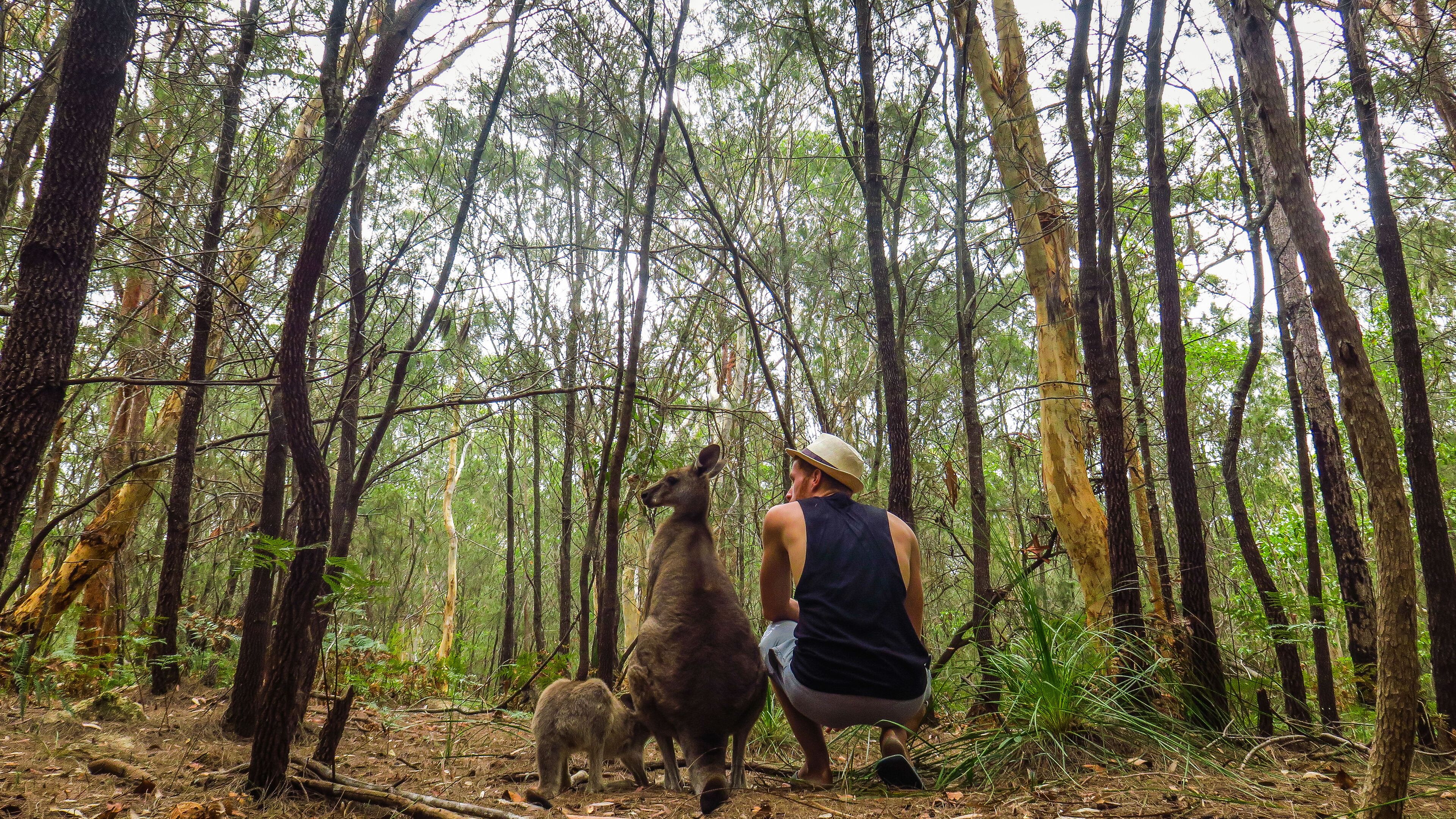 A forest with tall trees and a person observing wildlife.