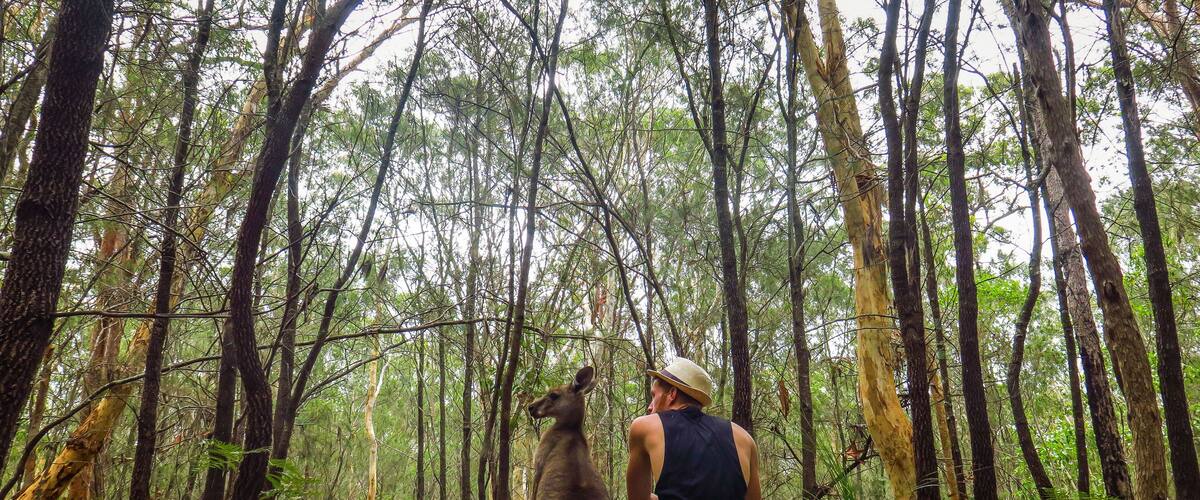 A forest with tall trees and a person observing wildlife.