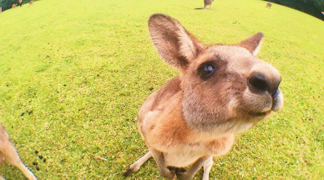 Got up close and personal with some friendly kangaroos at the Morisset Mental Hospital.