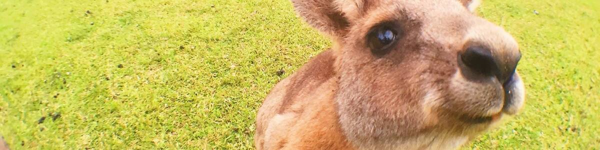 Got up close and personal with some friendly kangaroos at the Morisset Mental Hospital.