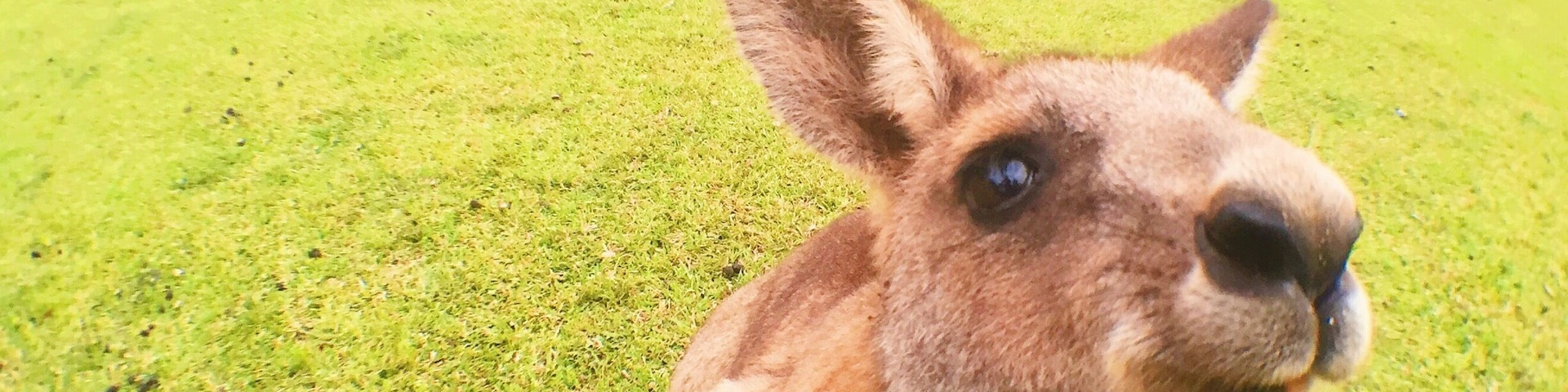 Got up close and personal with some friendly kangaroos at the Morisset Mental Hospital.