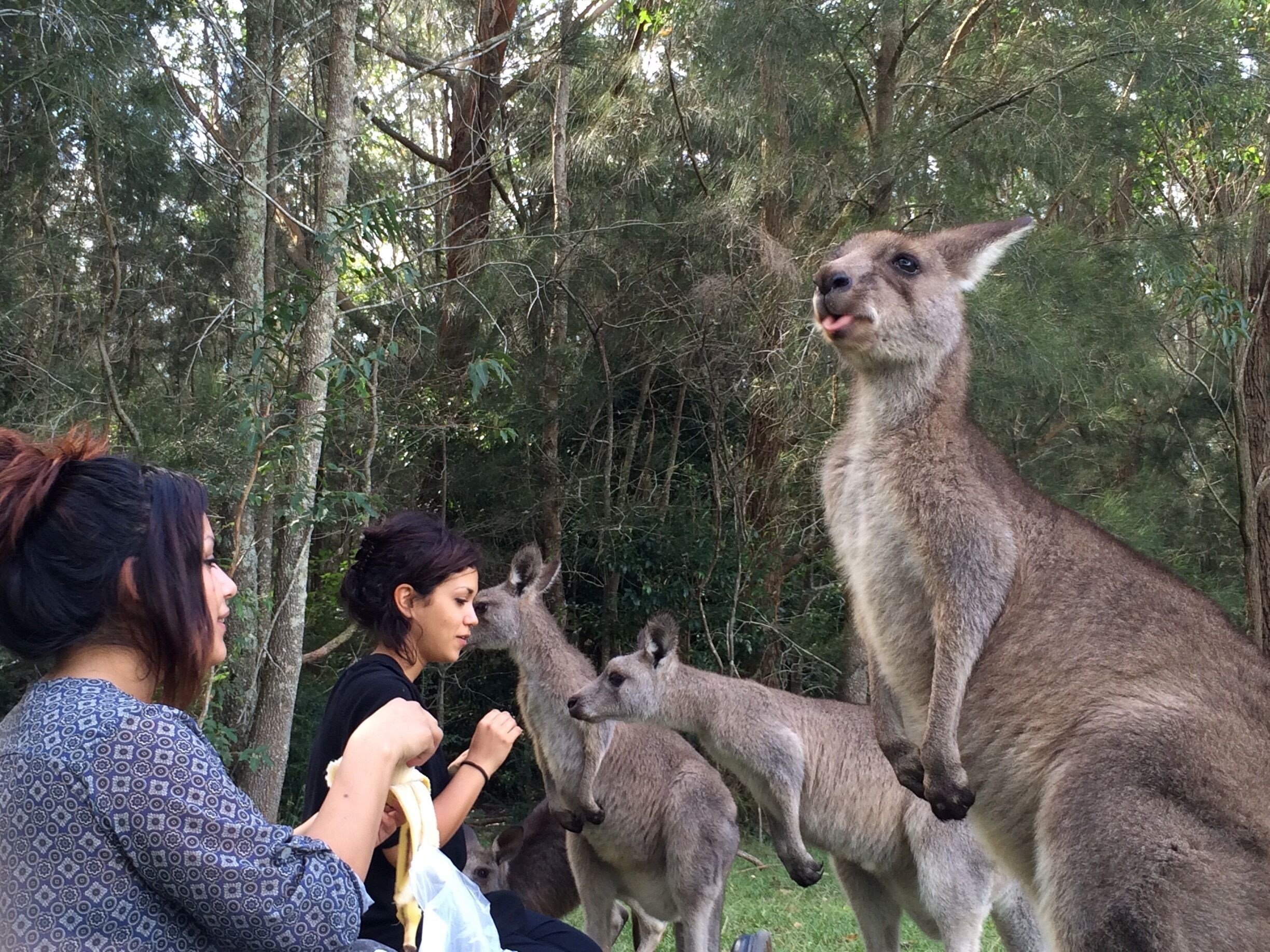 Beautiful open grass with loads of friendly kangaroos