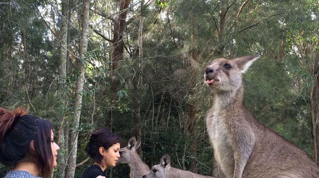 Beautiful open grass with loads of friendly kangaroos