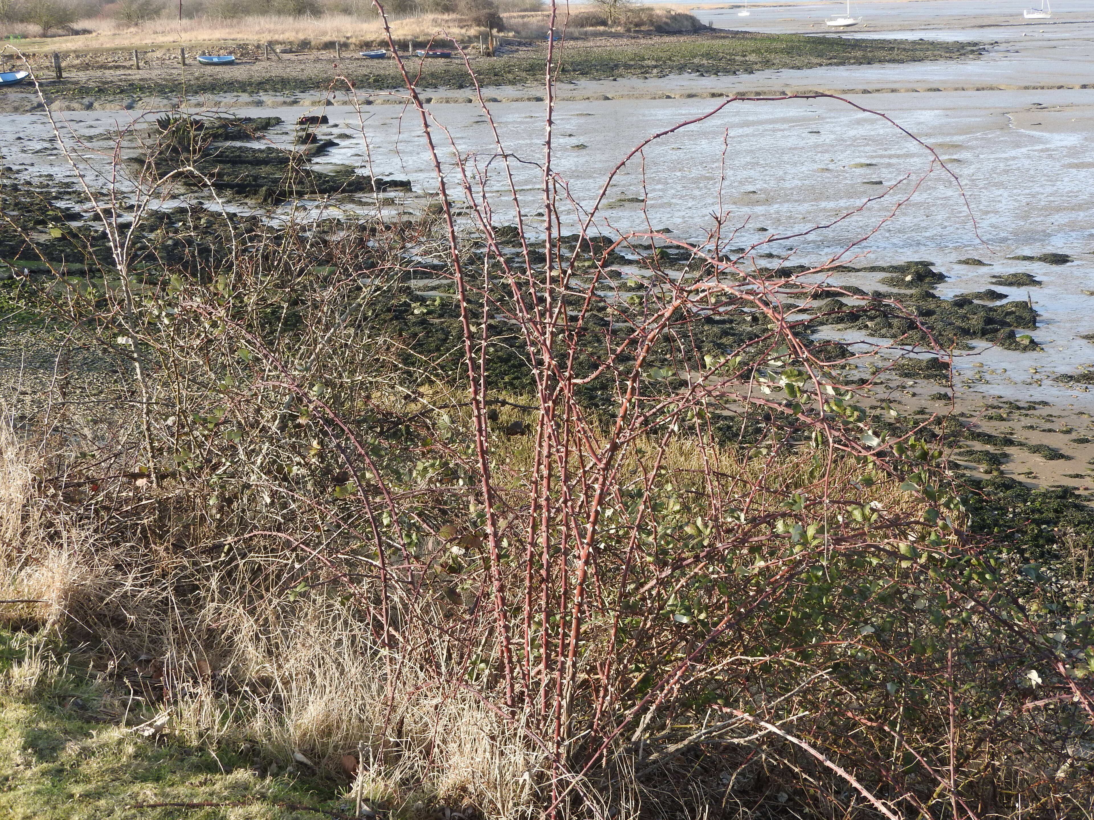 The shore at Lower Halstow