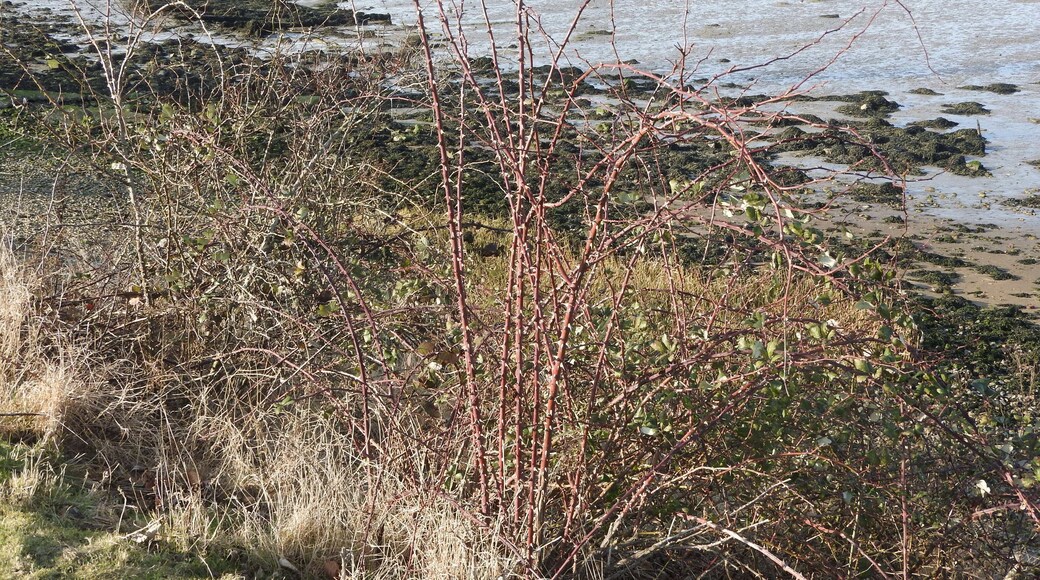 The shore at Lower Halstow