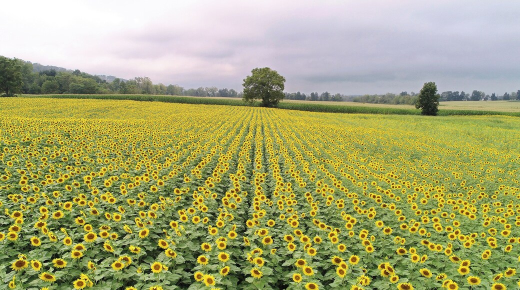 A beautiful sunflower field near Mifflinburg, PA on August 31st, 2018
www.tonybendelephotography.com
#Outdoors #Nature #Landscape #Sunflower #Sunflowers #SunflowerField #Colors #Colorful #Travel #Adventure #Beautiful