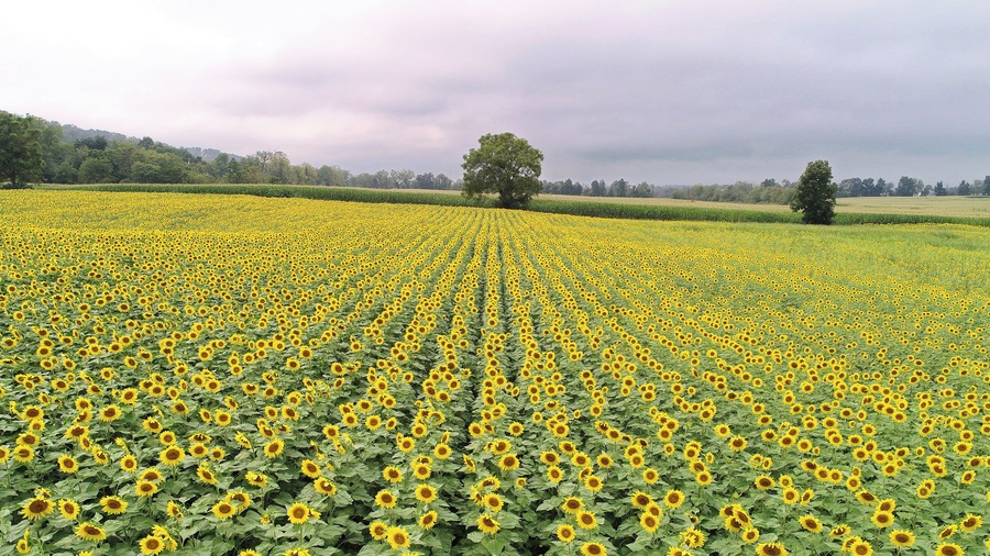 A beautiful sunflower field near Mifflinburg, PA on August 31st, 2018
www.tonybendelephotography.com
#Outdoors #Nature #Landscape #Sunflower #Sunflowers #SunflowerField #Colors #Colorful #Travel #Adventure #Beautiful