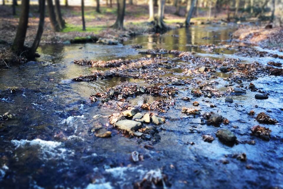 A forest stream with rocks and fallen leaves.