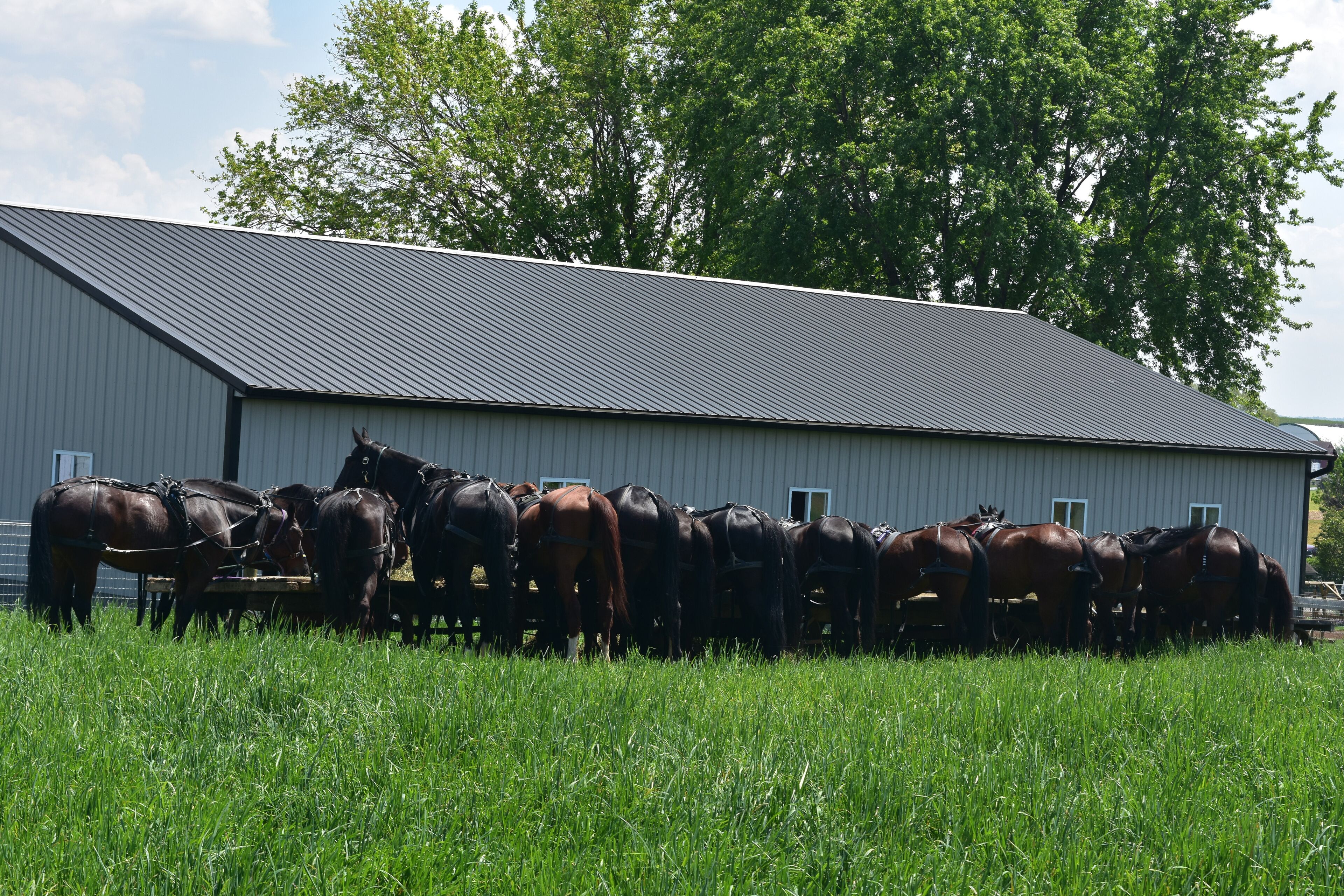 Herd of Tacked up Draft Horses Around a Feeding Area