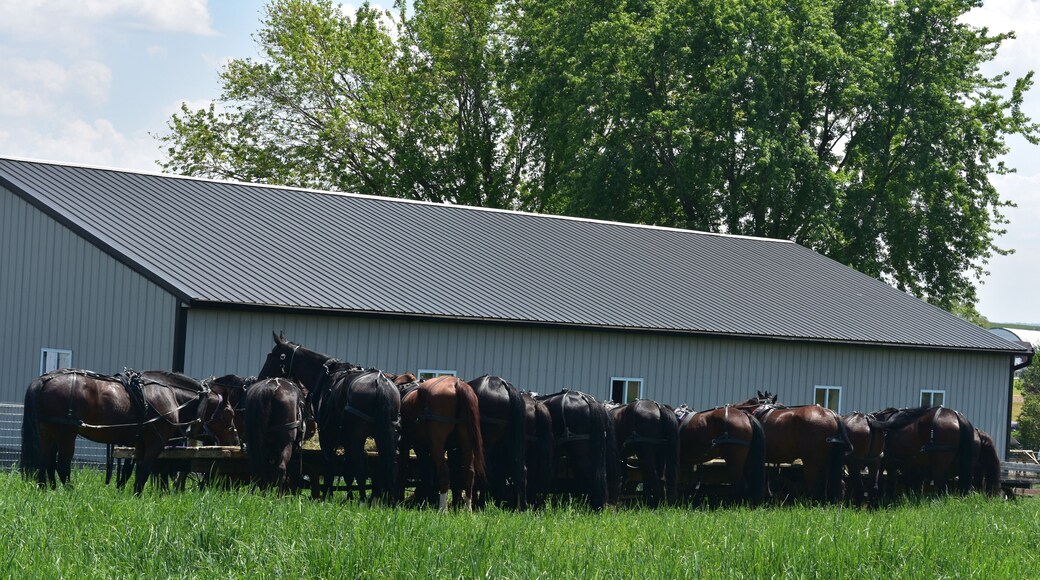 Herd of Tacked up Draft Horses Around a Feeding Area