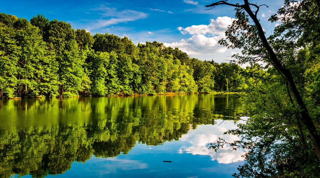 Photo of Cloud and Tree Reflections at Lake Marburg