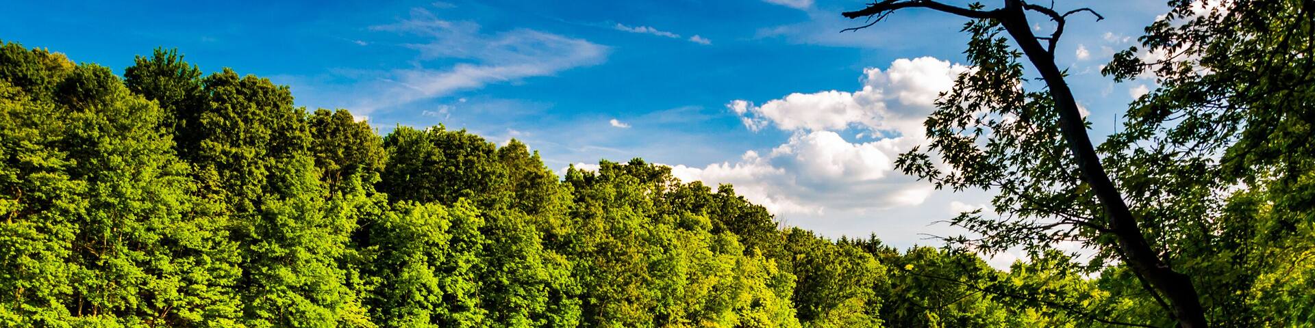 Photo of Cloud and Tree Reflections at Lake Marburg