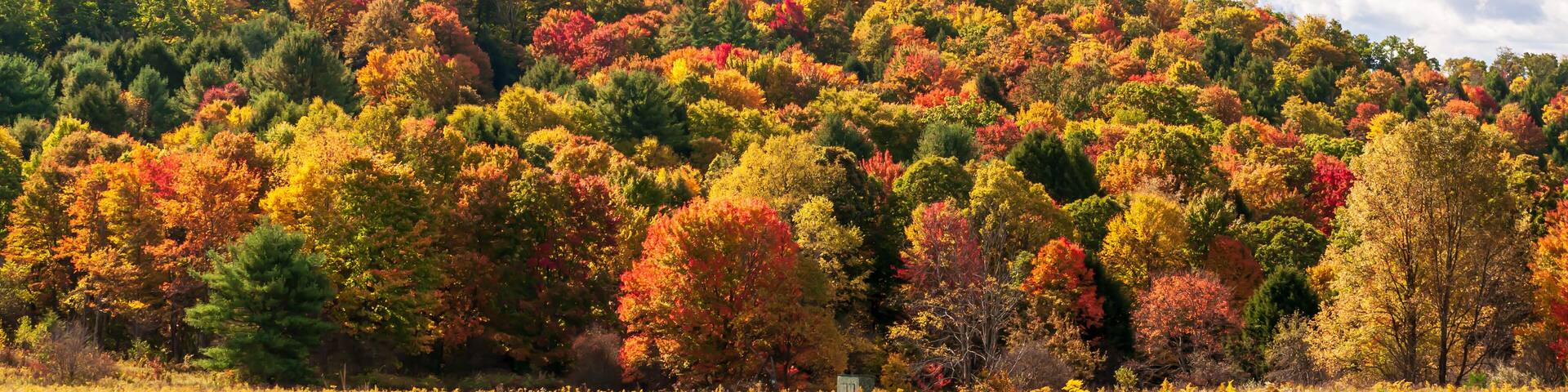A hillside of trees changing colors in fall with grassy field in front of it in Warren County, Pennsylvania, USA on a sunny fall day
