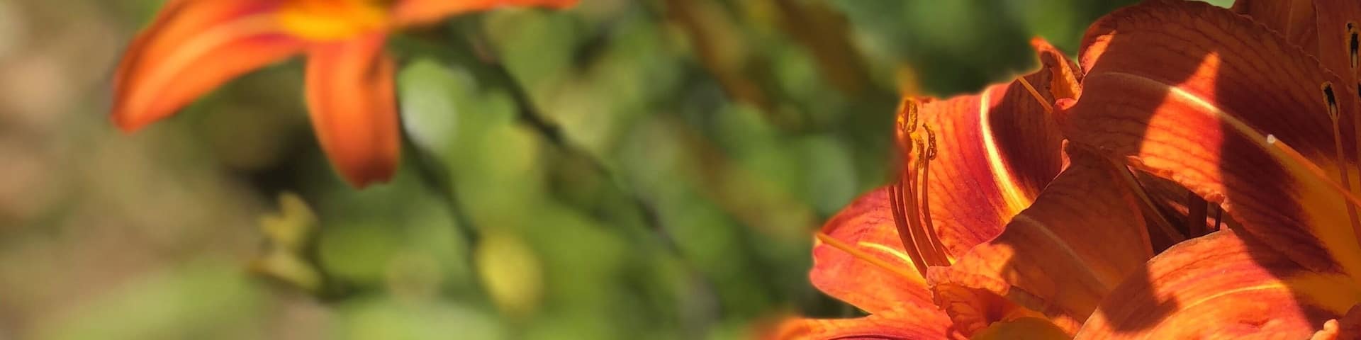 wildflowers vast along countryside roads