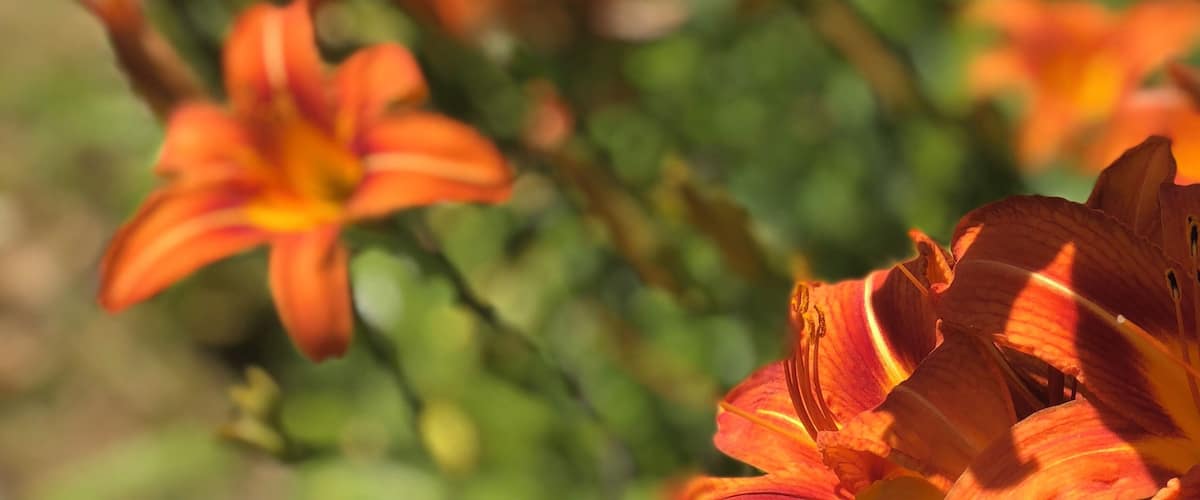 A close-up of orange lilies with a blurred green background.