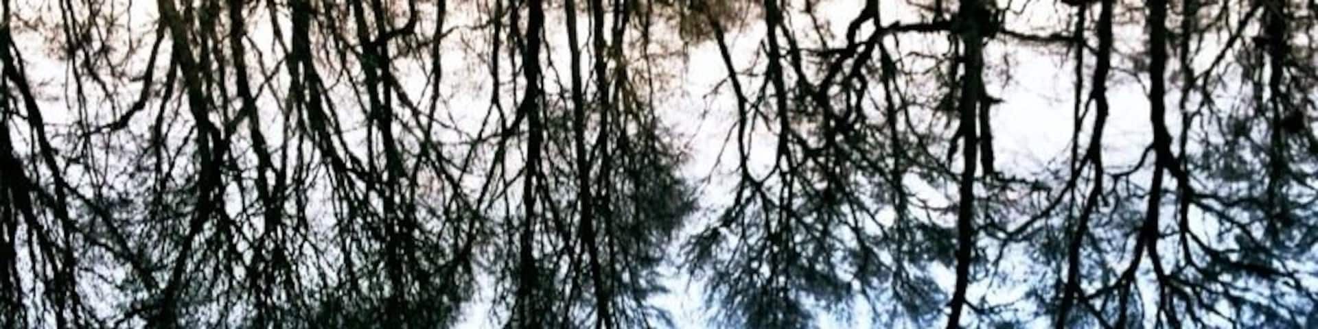 Un río tranquilo que refleja árboles y una zona boscosa.