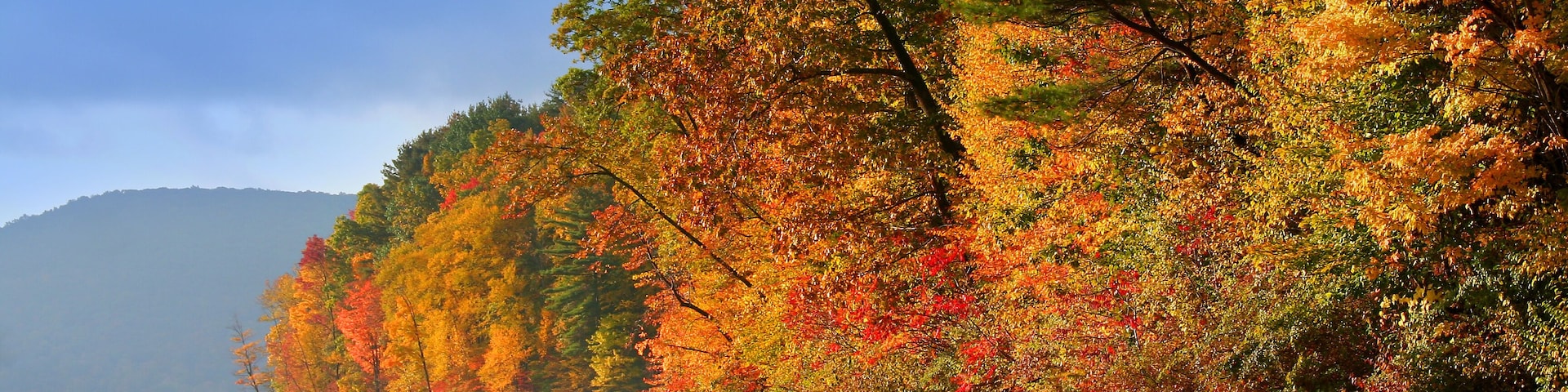 Allegheny national forest