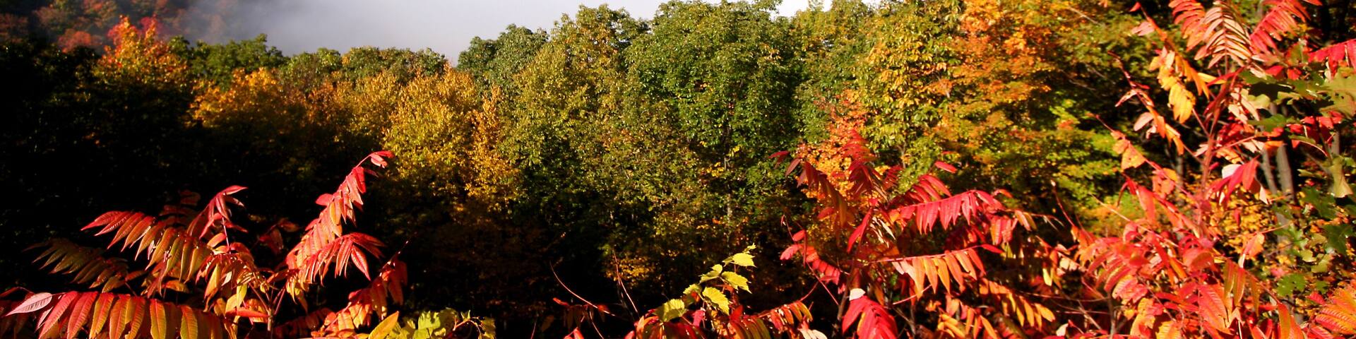 Allegheny National Forest
