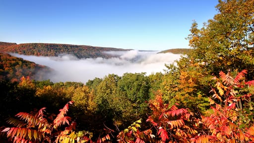 Allegheny National Forest