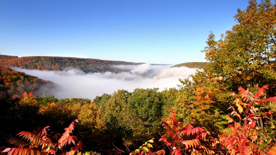 A forested valley with autumn foliage and a layer of clouds above.
