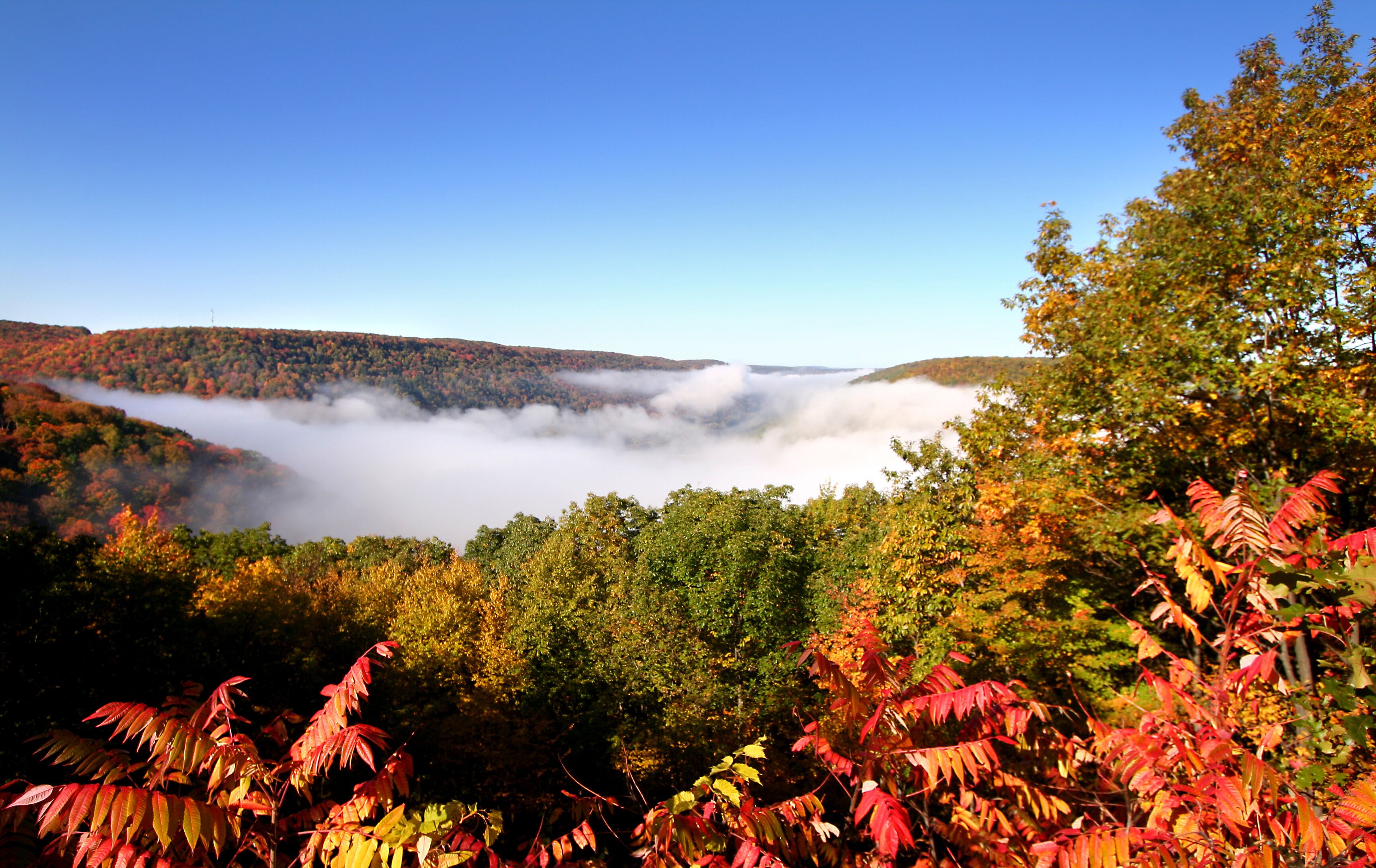 A forested valley with autumn foliage and a layer of clouds above.