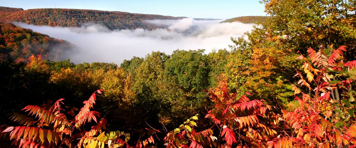A forested valley with autumn foliage and a layer of clouds above.