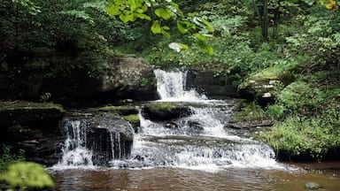 Una cascada en cascada rodeada de vegetación exuberante.