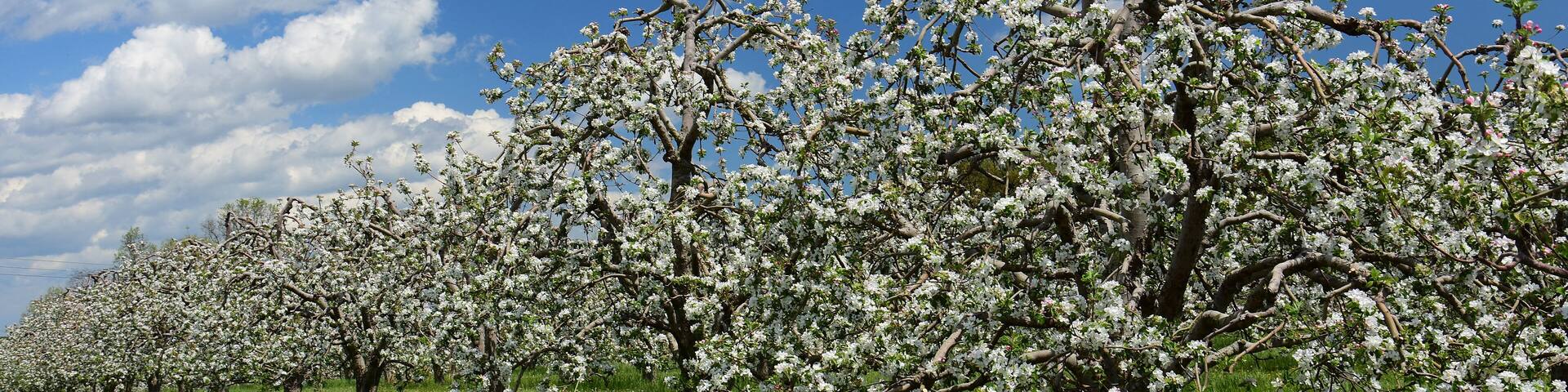 beautiful apple orchard in bloom on a sunny spring day near gettysburg, pennsylvania