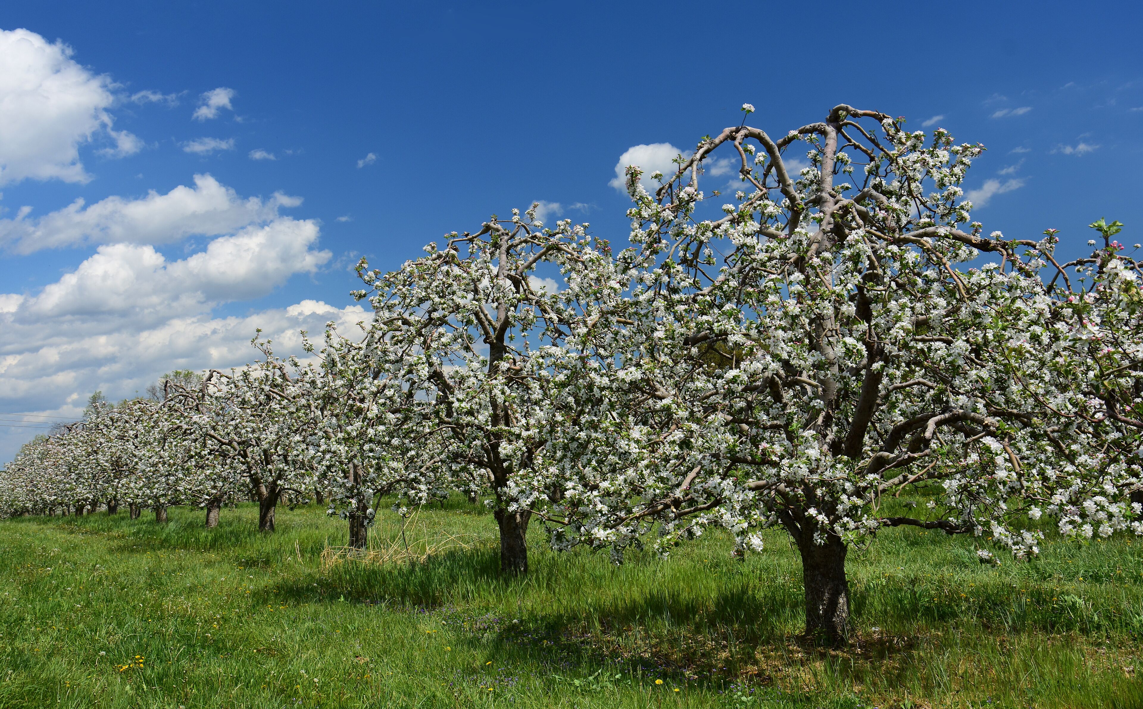 A row of blossoming trees in a field.