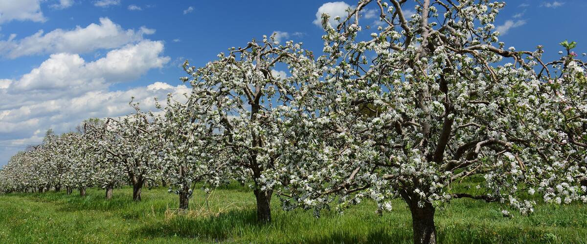 A row of blossoming trees in a field.
