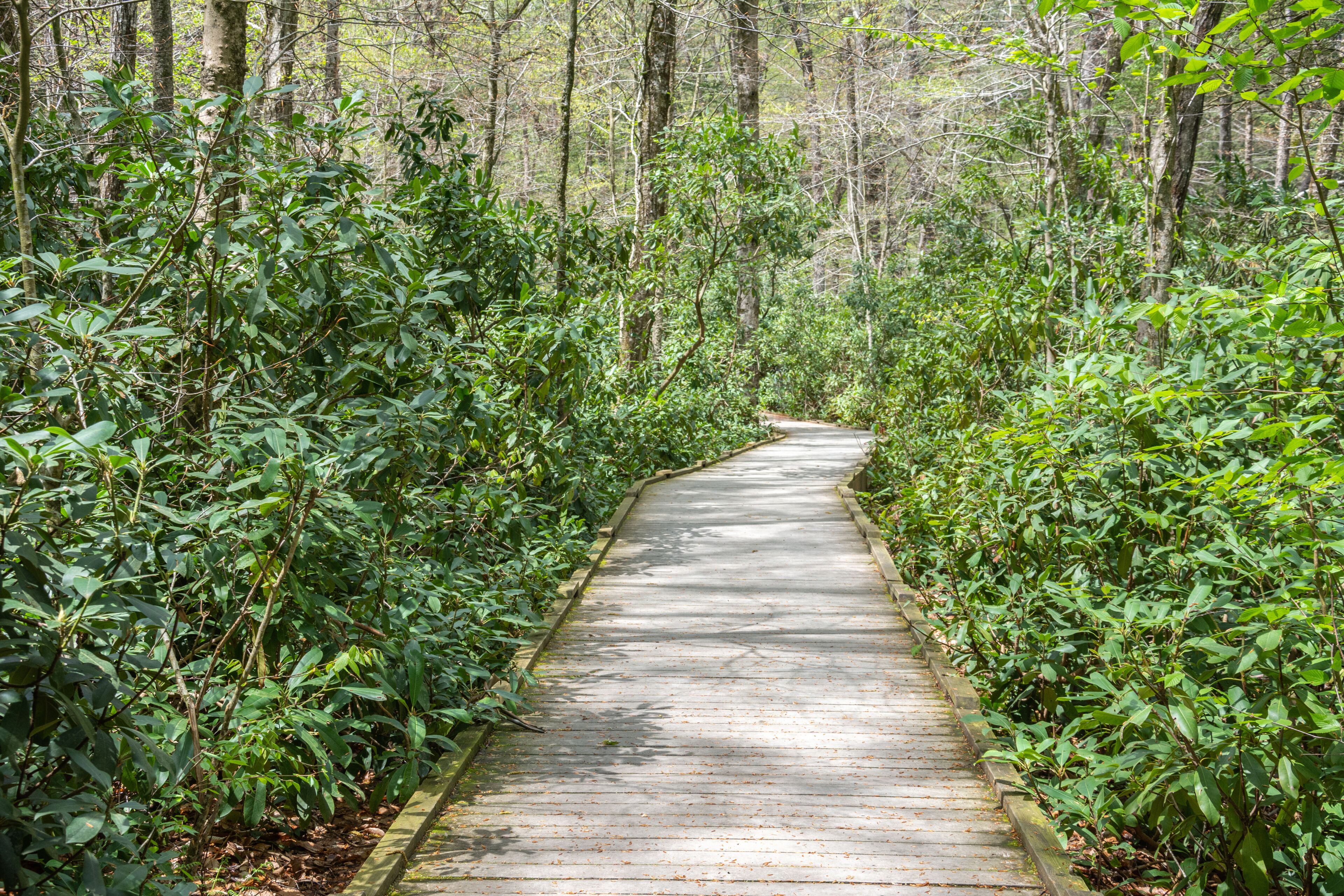 A narrow wooden boardwalk through a dense forest.