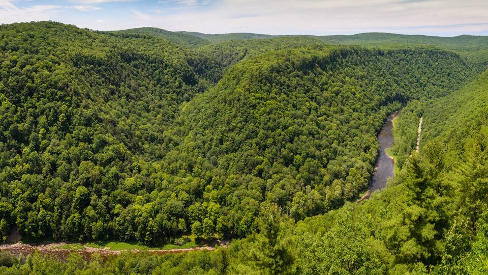 A dense forest with a river running through it.
