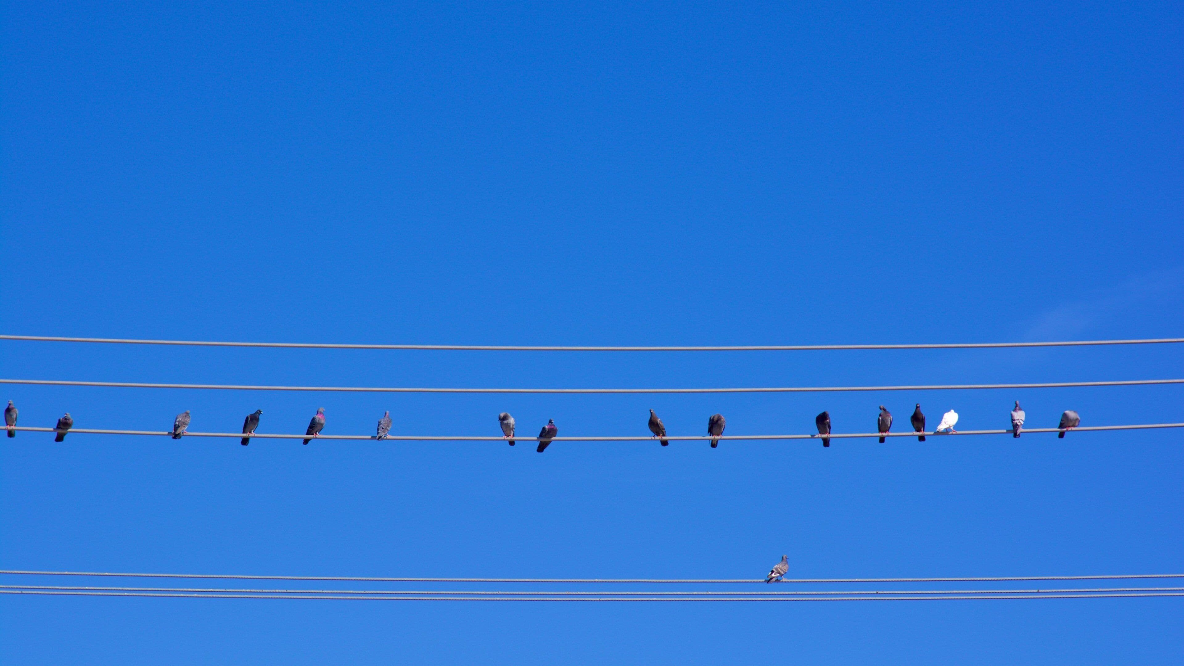 Barrington showing bird life