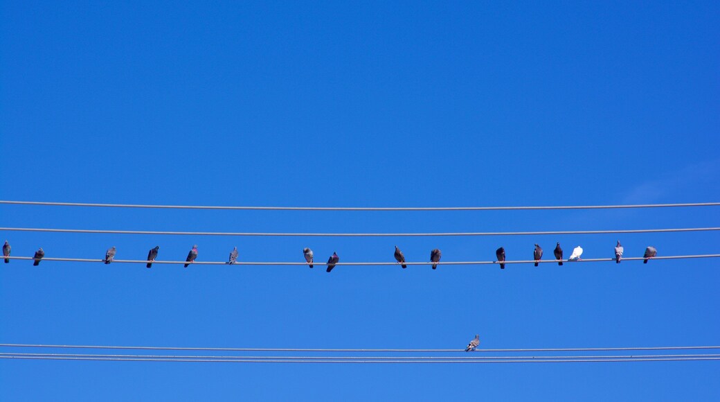 Barrington showing bird life