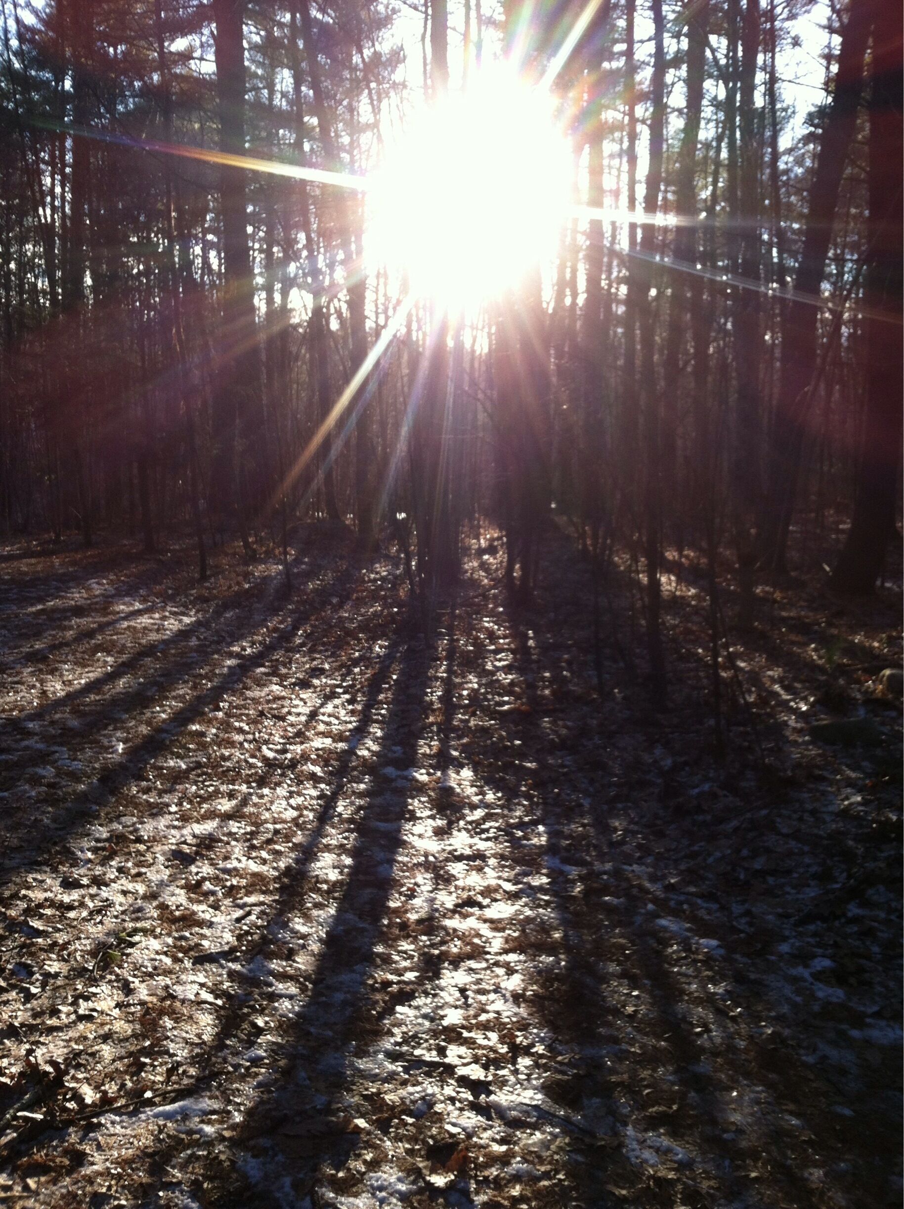 Sunlight filtering through a forest with a snow-covered ground.