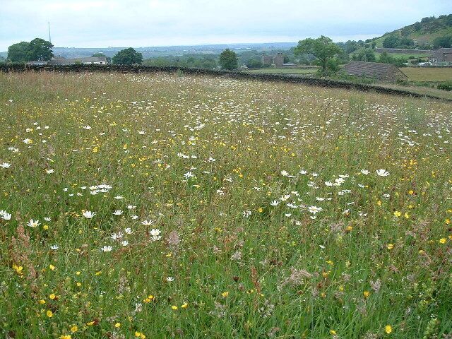 Wildflower Meadow. near Gate Foot