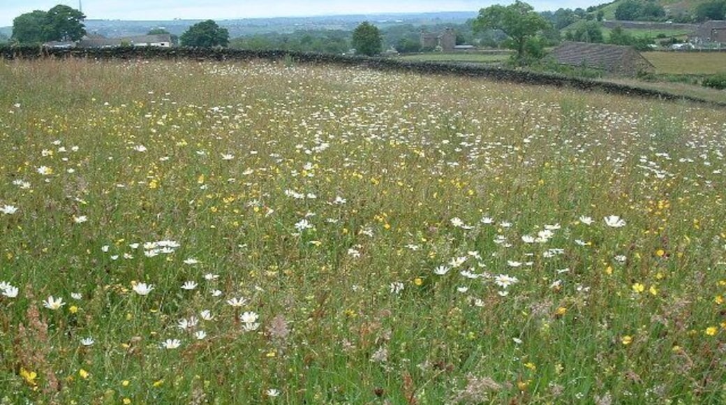 Wildflower Meadow. near Gate Foot