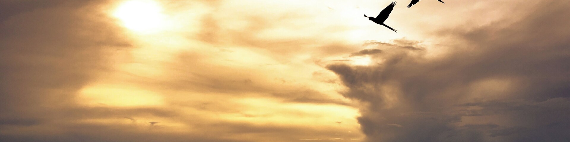 Por do sol junto às araras em fazenda do Cerrado Matogrossense.