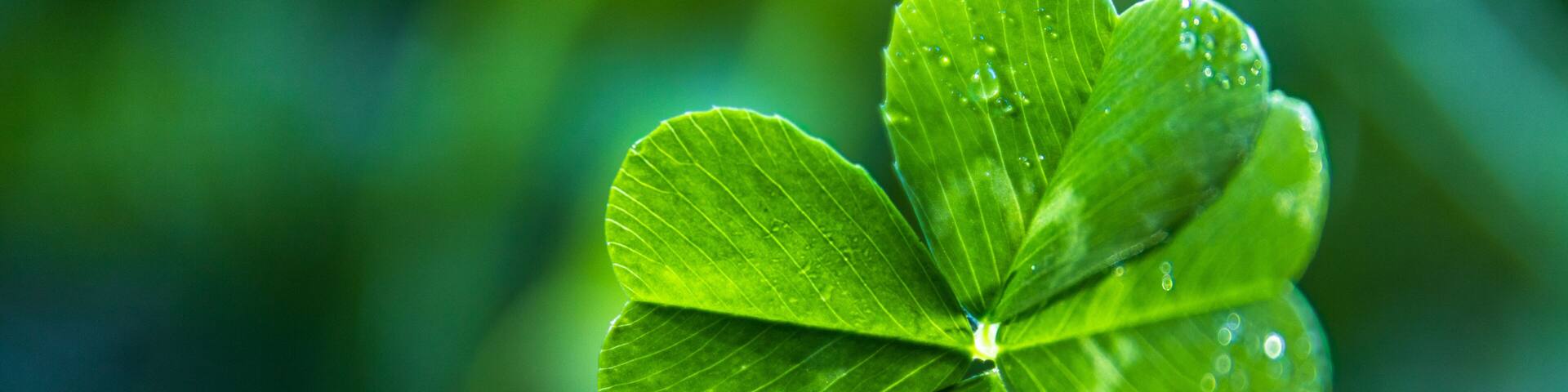 A close up of a real green 4-leaf clover with dew on it and a blue and green soft-focus background