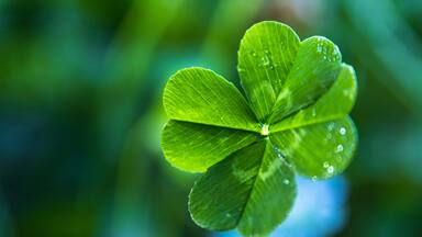 A close up of a real green 4-leaf clover with dew on it and a blue and green soft-focus background