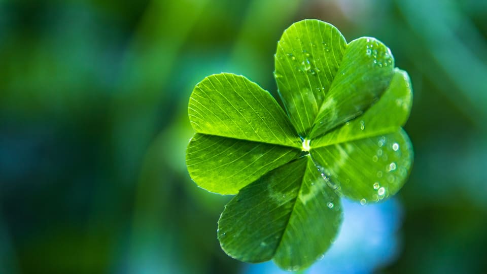 A green clover with water droplets.