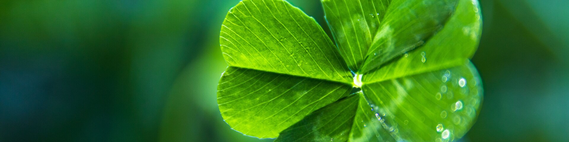 A close up of a real green 4-leaf clover with dew on it and a blue and green soft-focus background