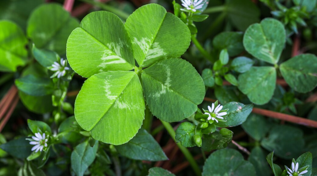 Horizontal photo of a bright green four leaf clover with small white flowers on a bed of green and brown