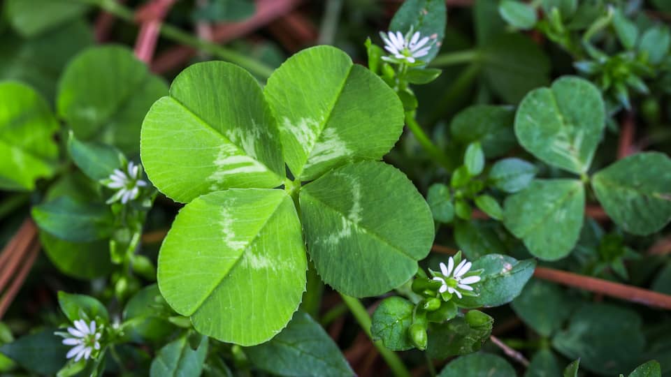 A clover plant with green leaves and small white flowers.