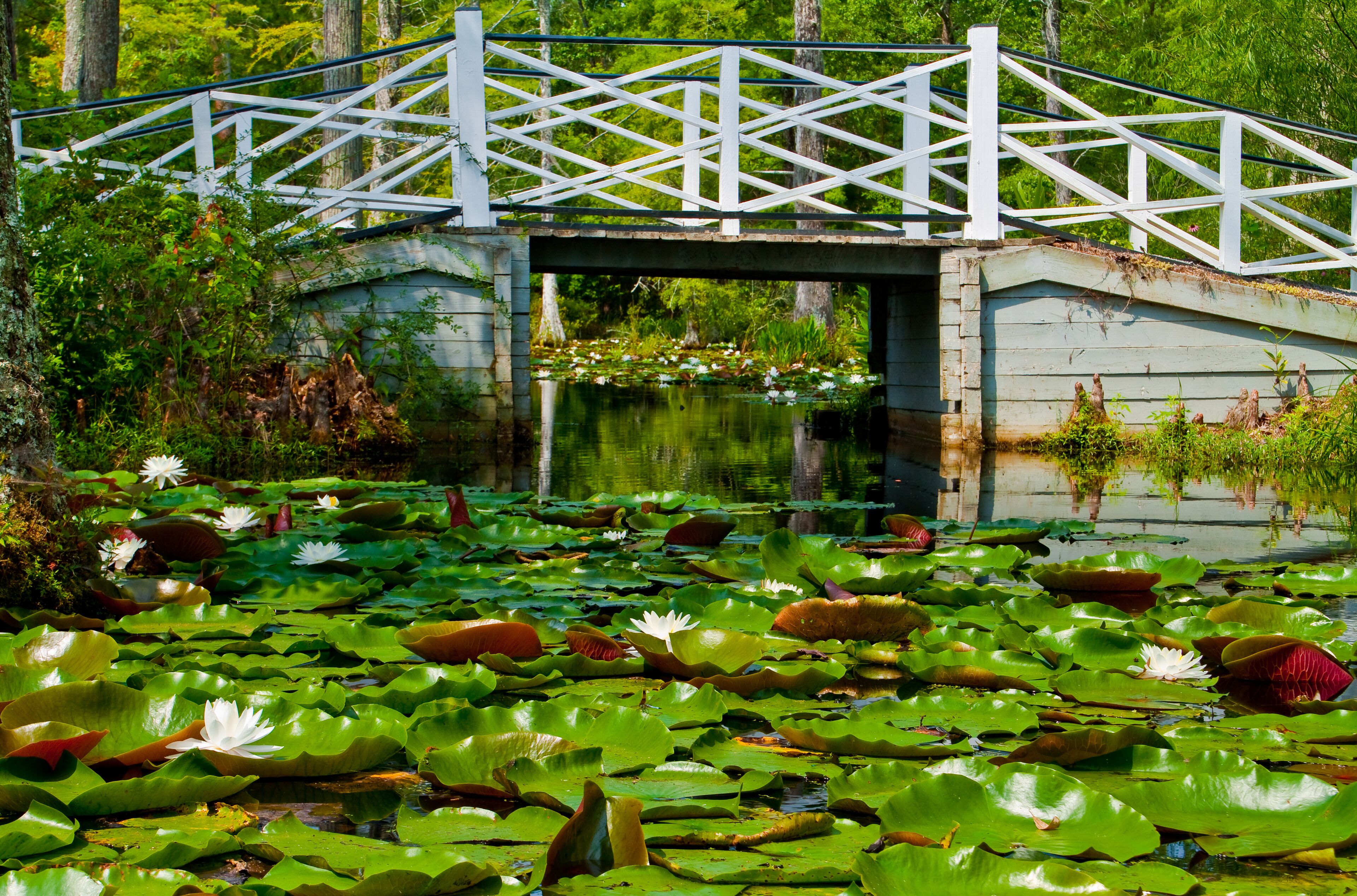White Bridge Crossing Cypress Swamp With Fragrant Water Lilys  and Lily Pads,Cypress Gardens, Moncks Corner, South Carolina, USA
