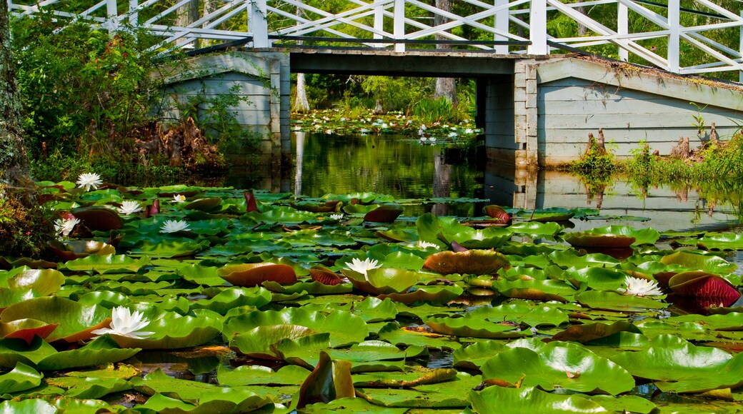 White Bridge Crossing Cypress Swamp With Fragrant Water Lilys and Lily Pads,Cypress Gardens, Moncks Corner, South Carolina, USA