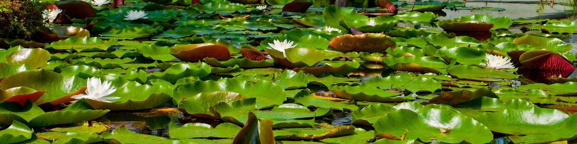 A wooden bridge over a pond with lily pads and water lilies.