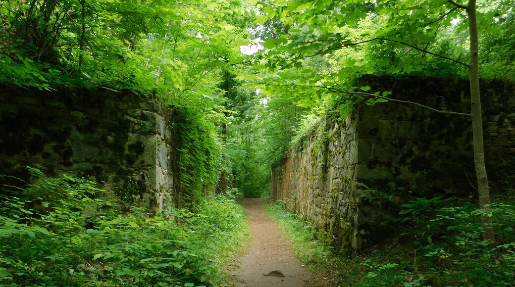 The Landsford Canal, technically a navigation channel parallel to the line of a watercourse, opened in 1823 with the purpose of bypassing rapids along the Catawba River in order to allow efficient freight transport and rapid travel between nearby communities and settlements along the rural frontiers of the era. This was the canal, it's amazing to walk through these wall that once carried boats.