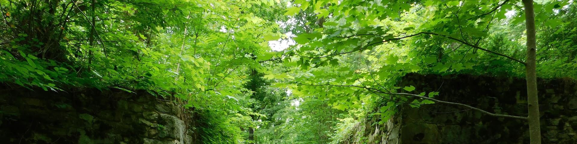 The Landsford Canal, technically a navigation channel parallel to the line of a watercourse, opened in 1823 with the purpose of bypassing rapids along the Catawba River in order to allow efficient freight transport and rapid travel between nearby communities and settlements along the rural frontiers of the era. This was the canal, it's amazing to walk through these wall that once carried boats.