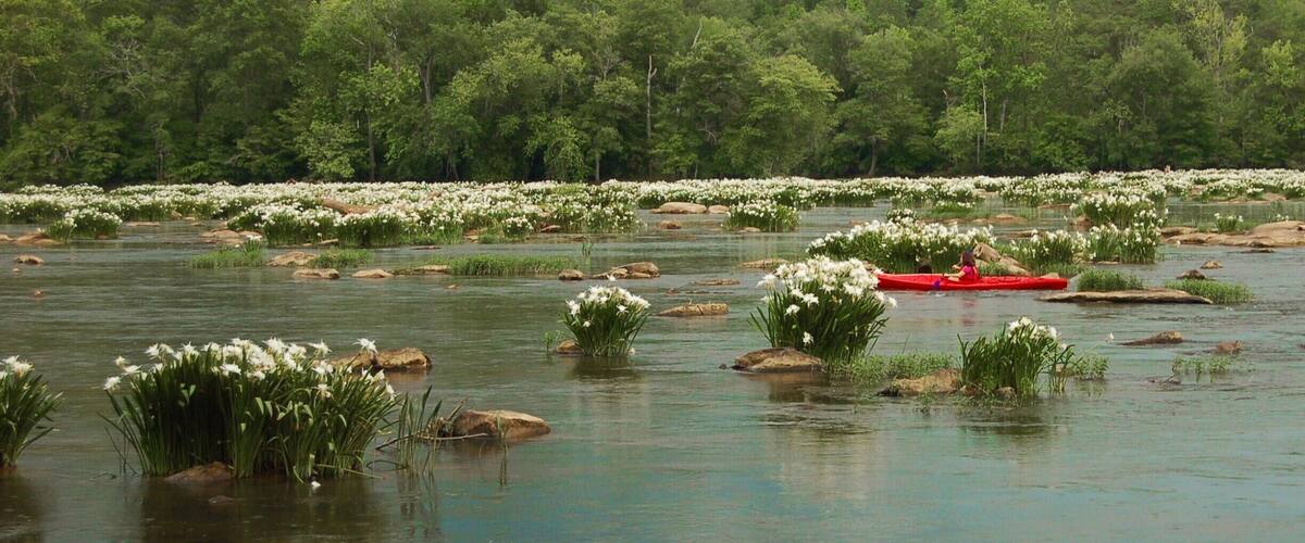 Once a year on this short stretch of the Catawba River, the spider lilies come into bloom. It's a great thing to see, especially if you can do it by kayak or canoe. #spiderlilies #landsfordcanal #green